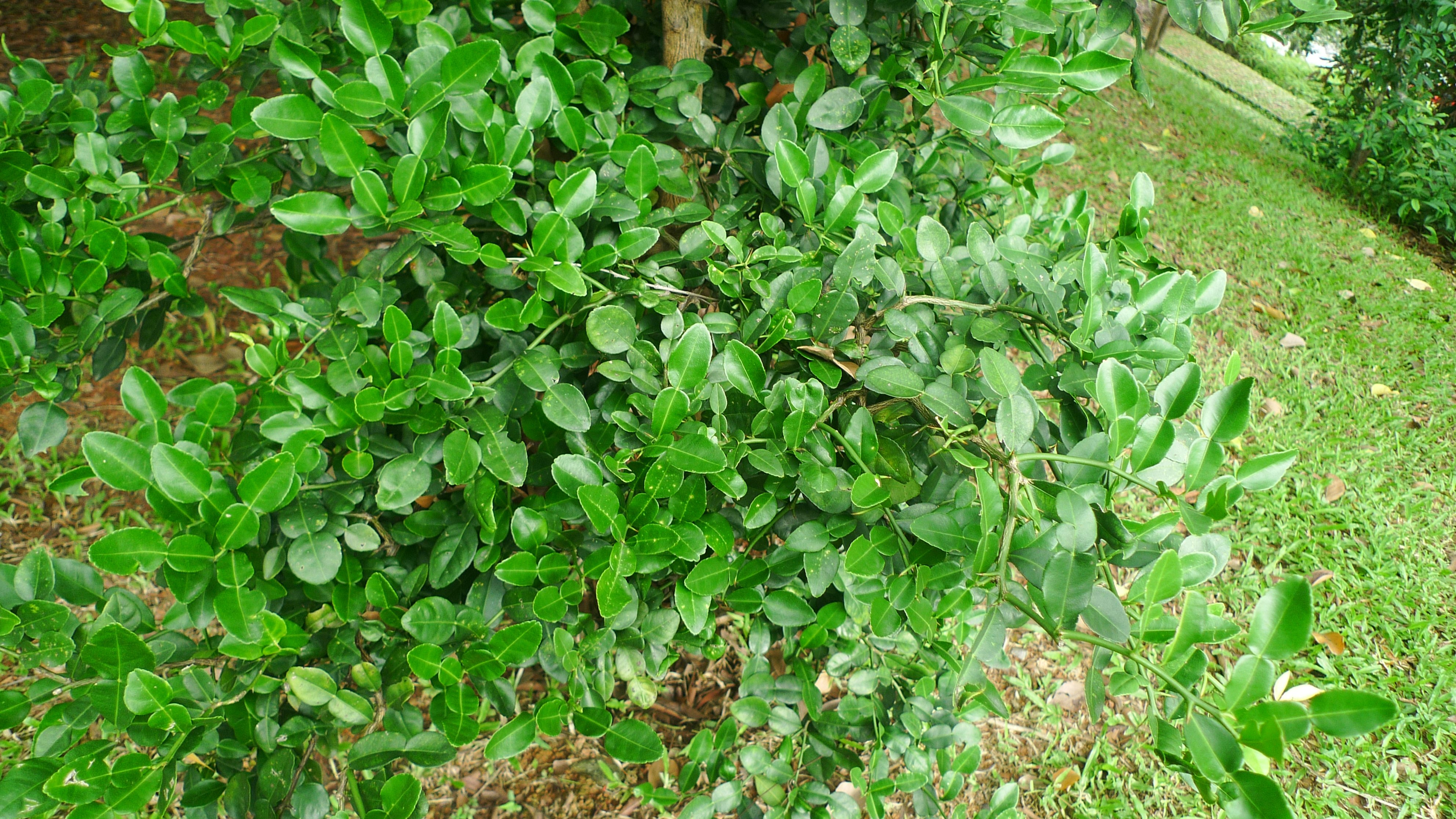 Kaffir Lime Tree