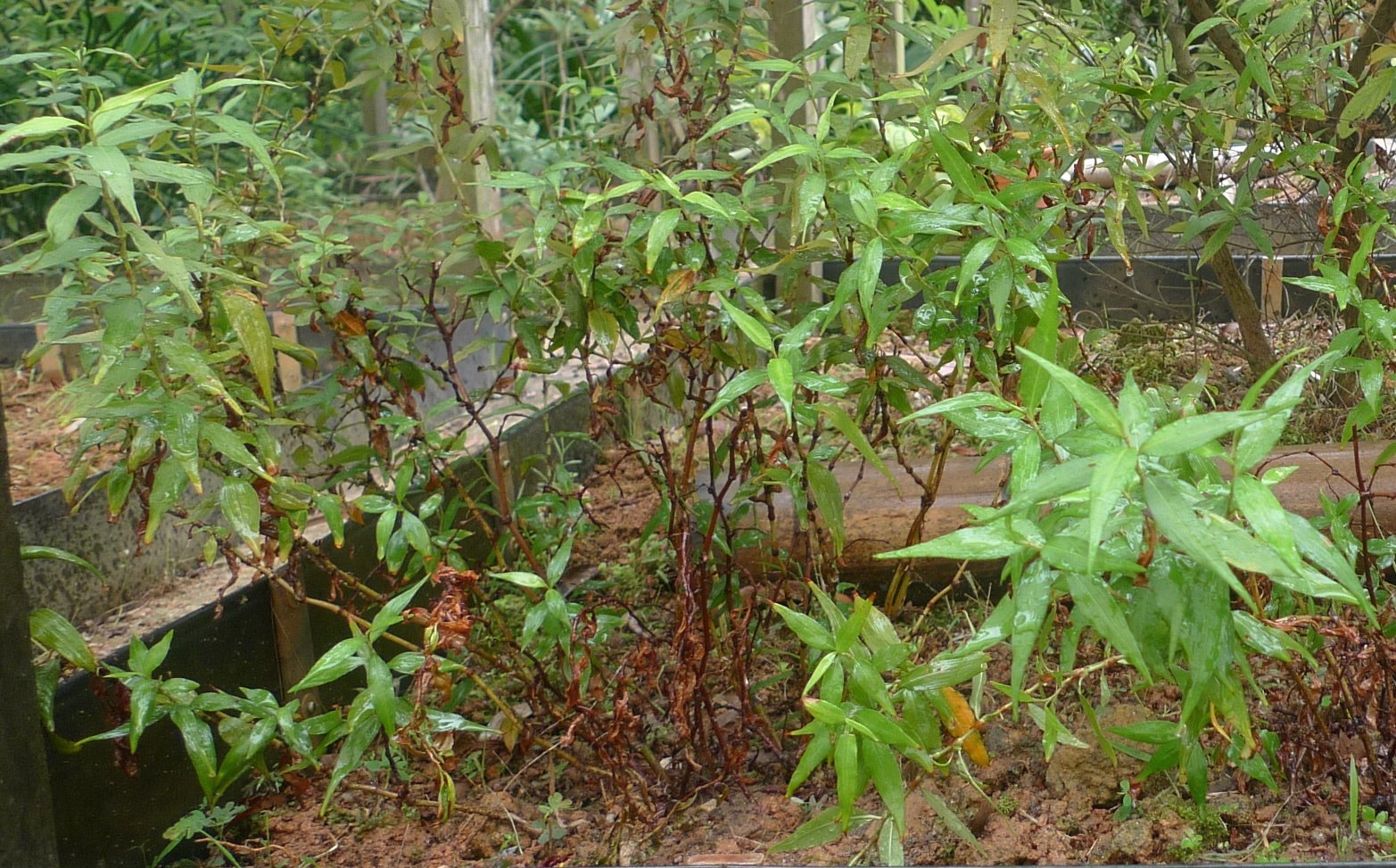 Laksa Leaf Plant