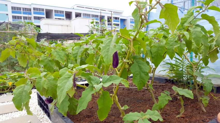 Eggplant plants in a neighbouring allotment