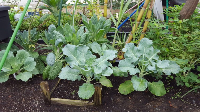 Broccoli and kale patch, and what looks like peanuts, in a neighbour's patch