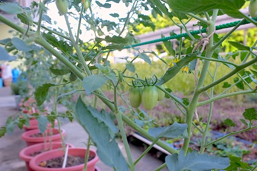 how to grow cherry tomatoes in singapore
