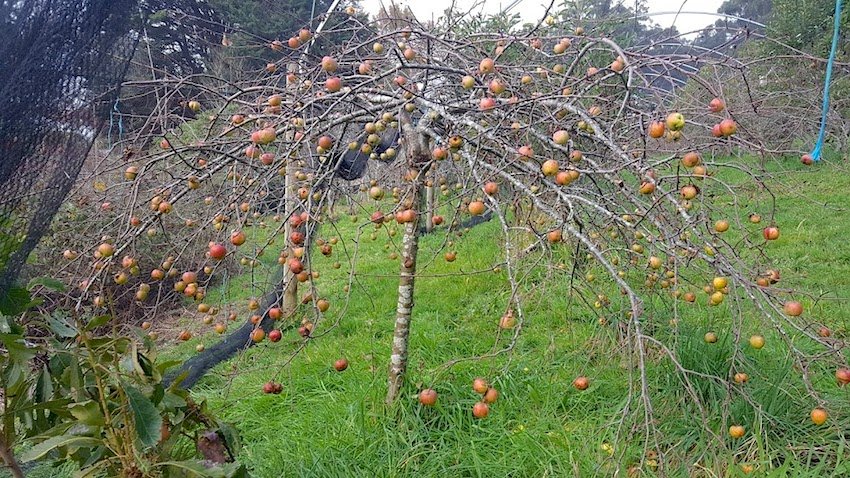 Telopea Mountain Permaculture apples