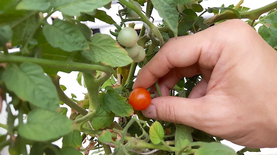 growing tomatoes in singapore