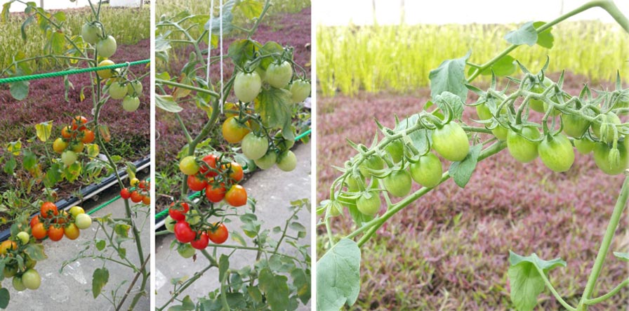 How to grow tomatoes in Singapore