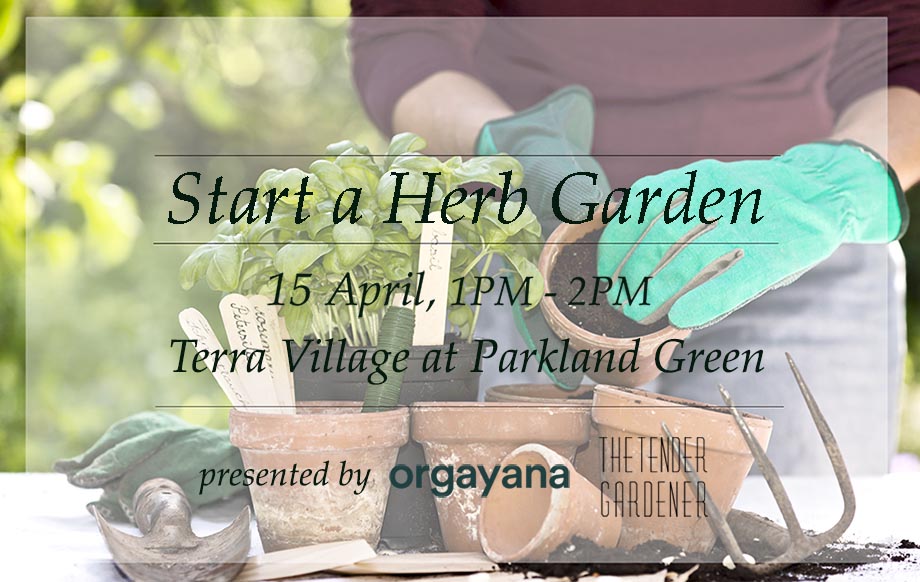 how to start a herb garden singapore