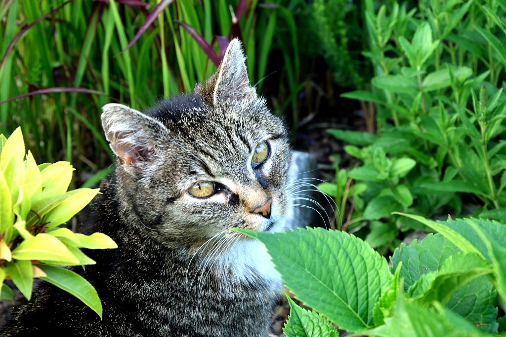 Mint Poisoning In Cats Symptoms