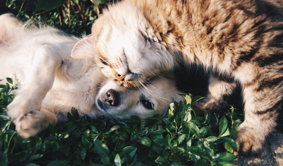 poisonous plants for cats and dogs