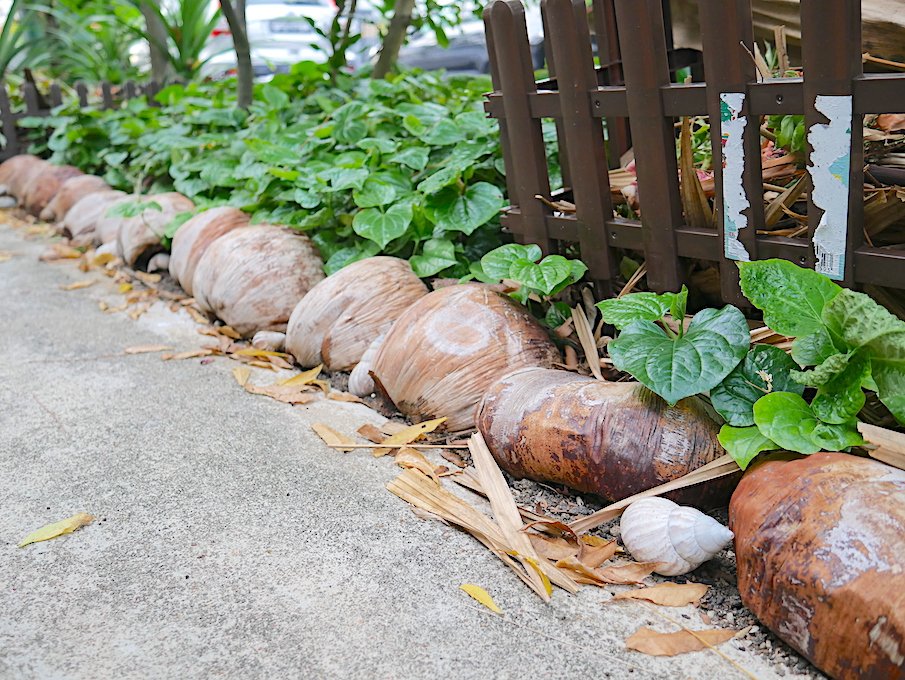 Coconut shells as a planting border