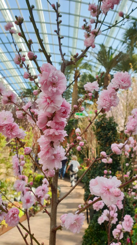 Sakura Matsuri | Cherry blossoms at Gardens by the Bay