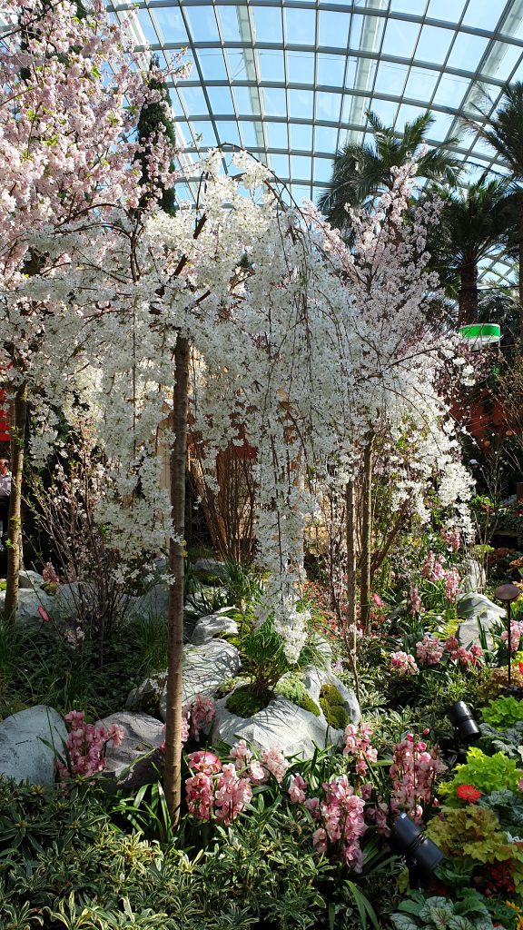 Cherry blossoms sakura matsuri 2020 Gardens by the bay
