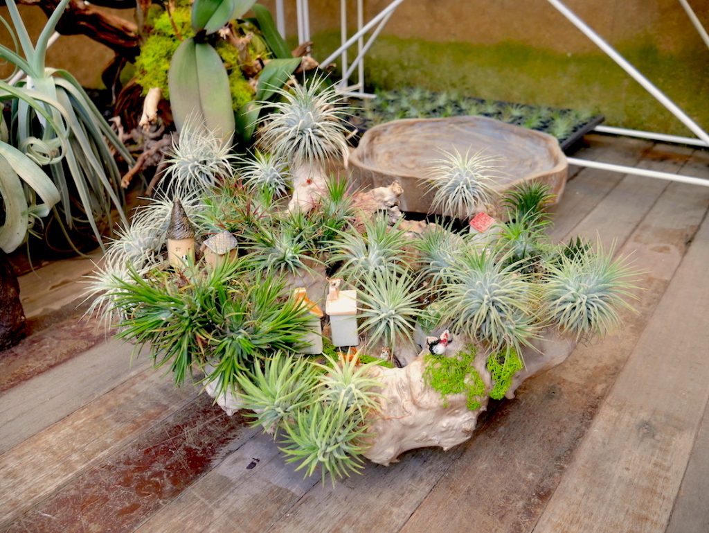 how to display air plants singapore