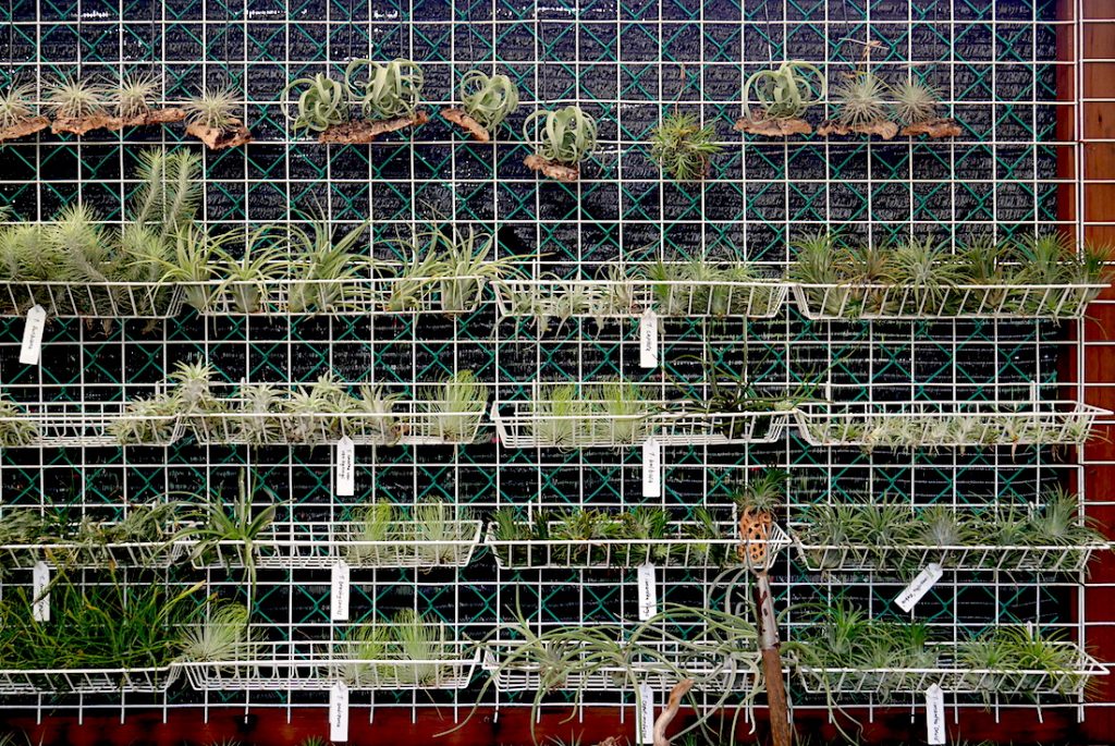 air plants beginners singapore