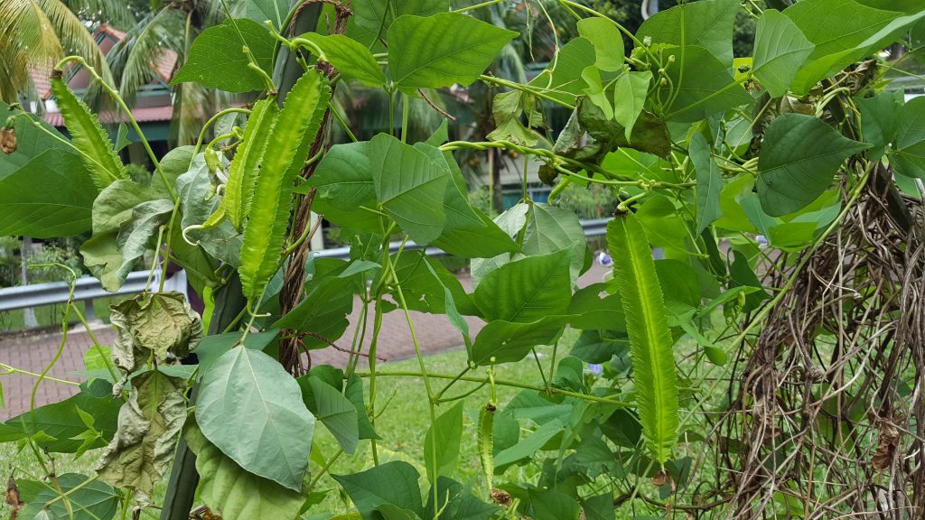 grow vegetables in singapore (winged beans)