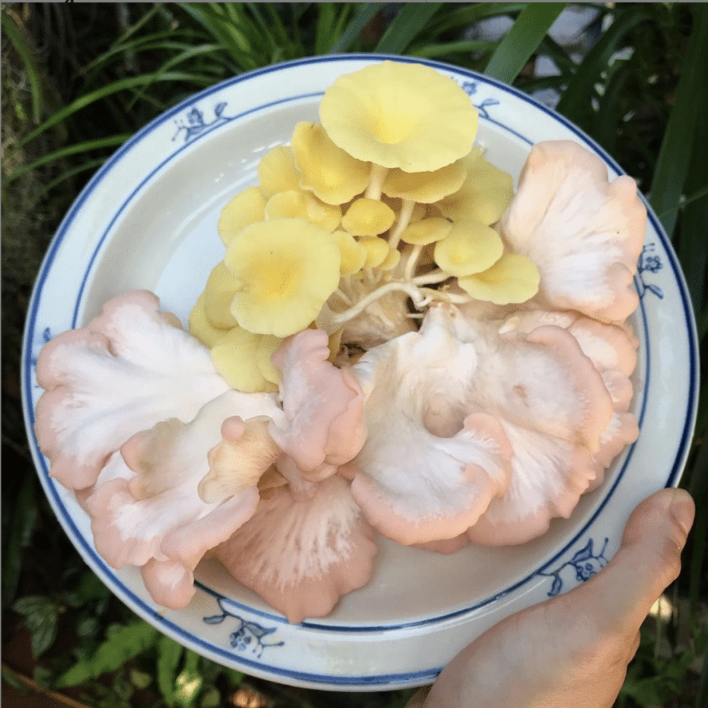 grow mushrooms in Singapore bewilder