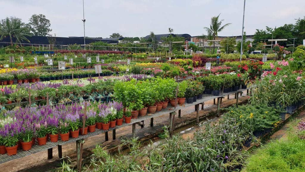 World Farm - where to buy plants in Singapore