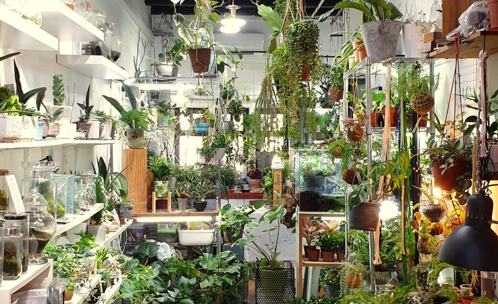Little Big Garden - where to buy plants in Singapore