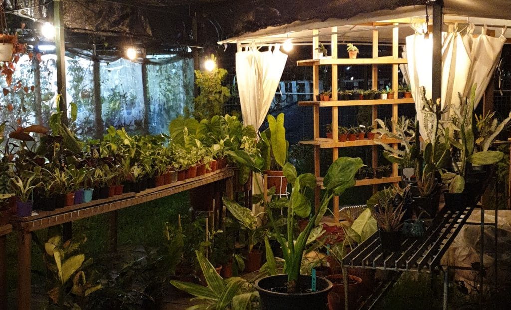 Little Botany - where to buy plants in Singapore