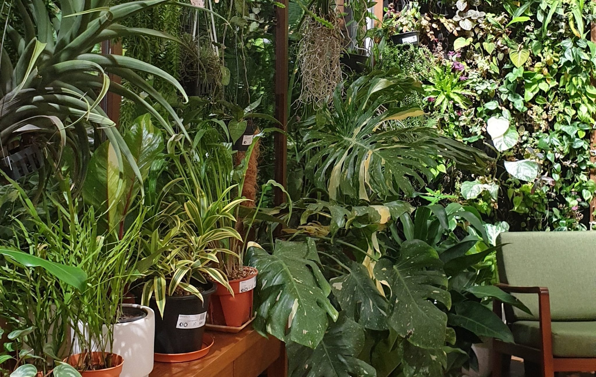 Where to buy plants online in Singapore