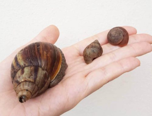 how to get rid of snails