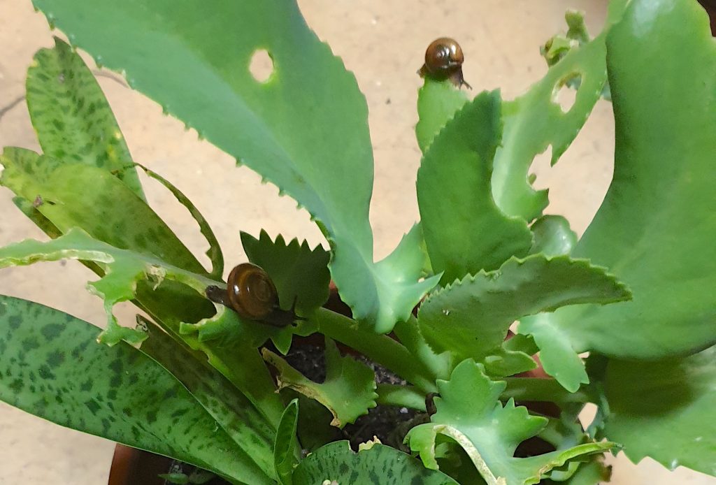 Get rid of slugs and snails Singapore