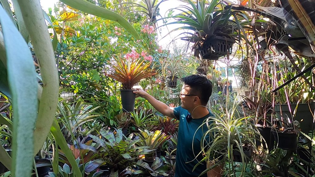 Bromeliad garden Singapore