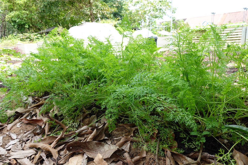 grow carrots in Singapore