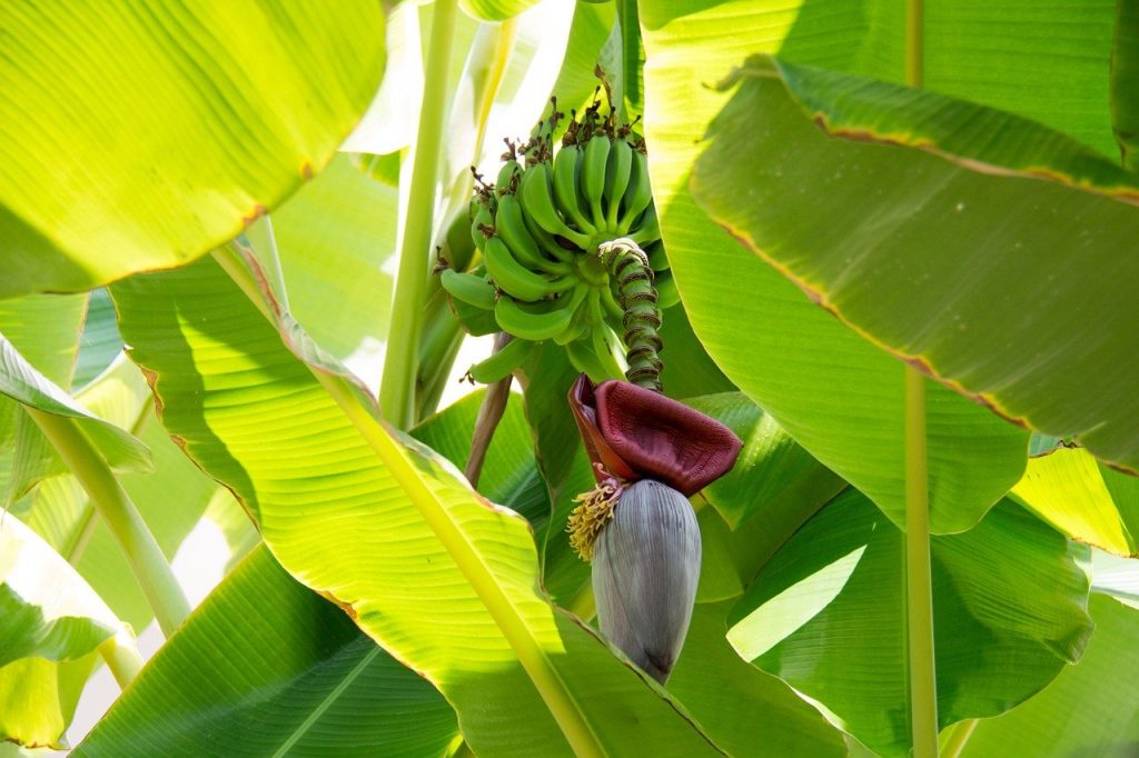 How to grow bananas | banana flower