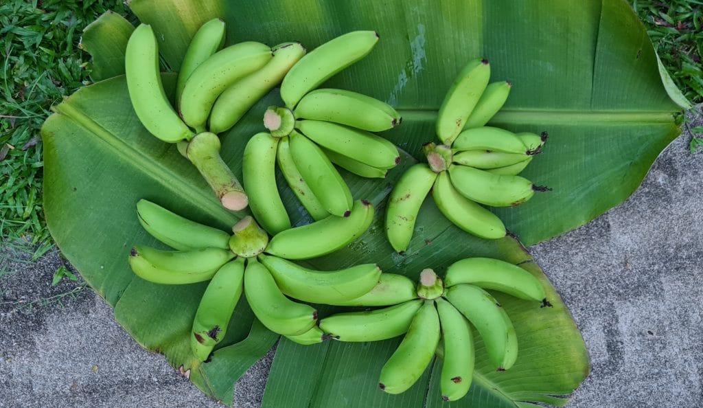 How to grow bananas (Singapore)