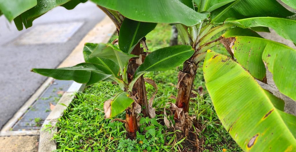 Growing bananas at home
