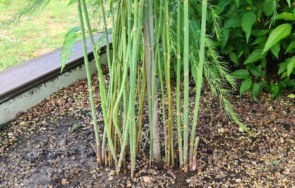 how to grow asparagus in singapore and the tropics