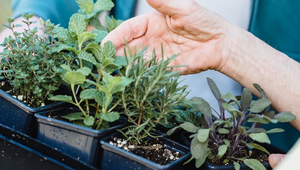 best herbs for beginner gardeners