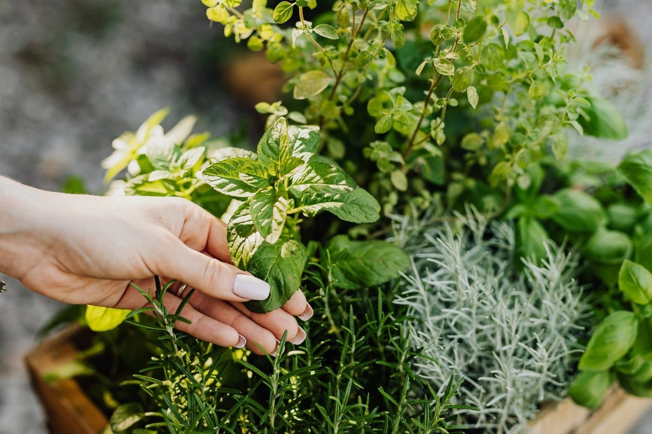 How to Start A Herb Garden Everything You Need to Know   The ...