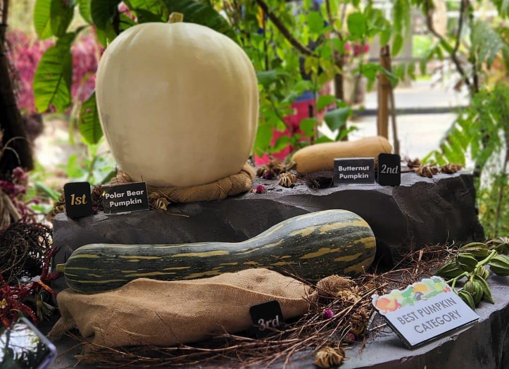 Community Garden Edibles Competition 2022 best edibles