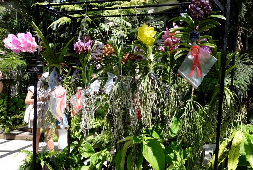 Singapore Garden Festival Orchid Competition 2022