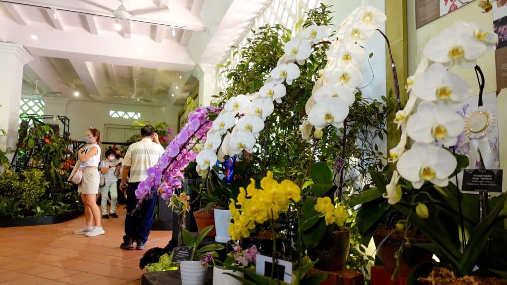 SGF Orchid Competition Singapore Botanic Gardens