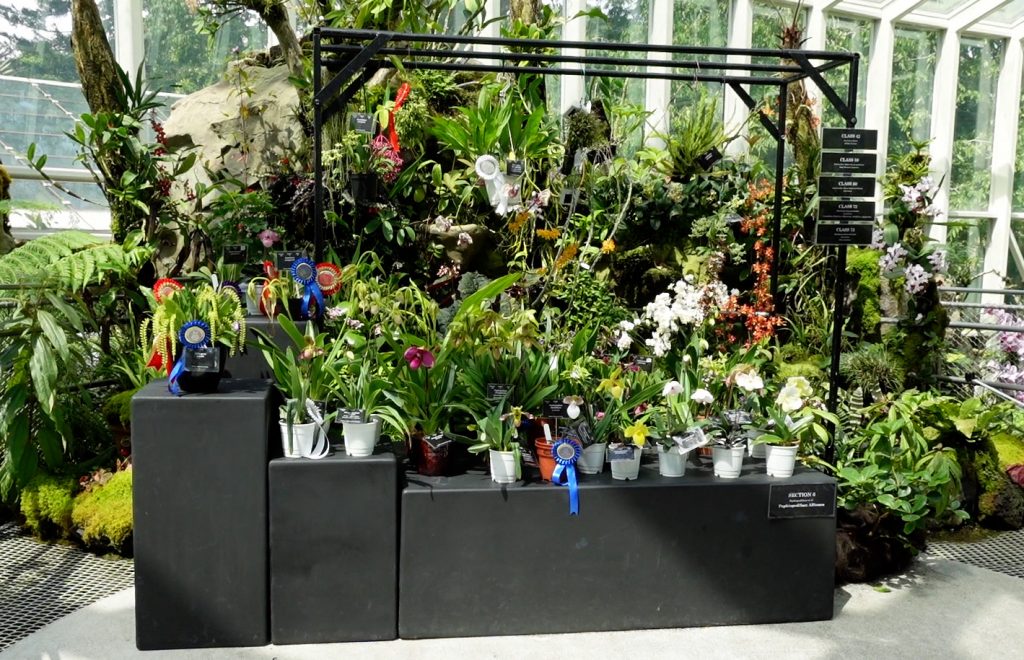 Orchid competition SGF