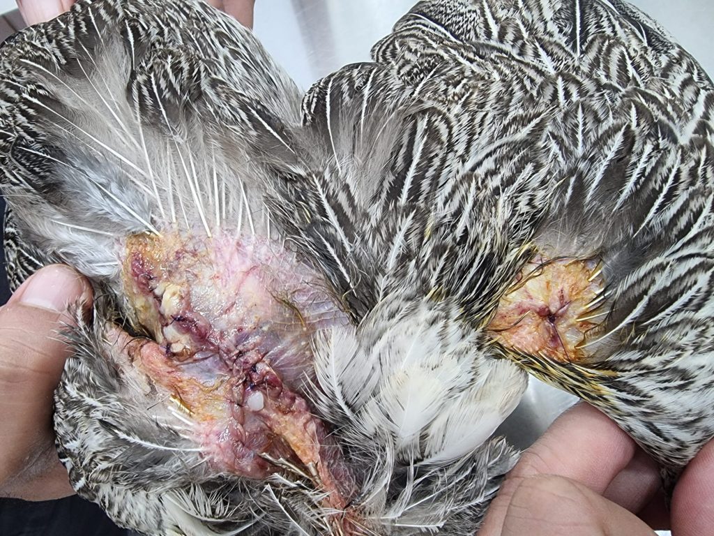 stitches for chicken attack