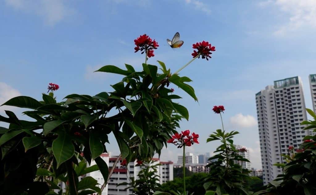 pollinator garden singapore